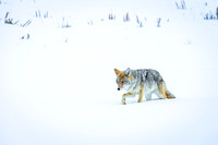 _MF_2260-Edit