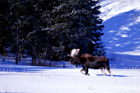 Wildlife