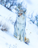 Yellowstone National Park in Winter